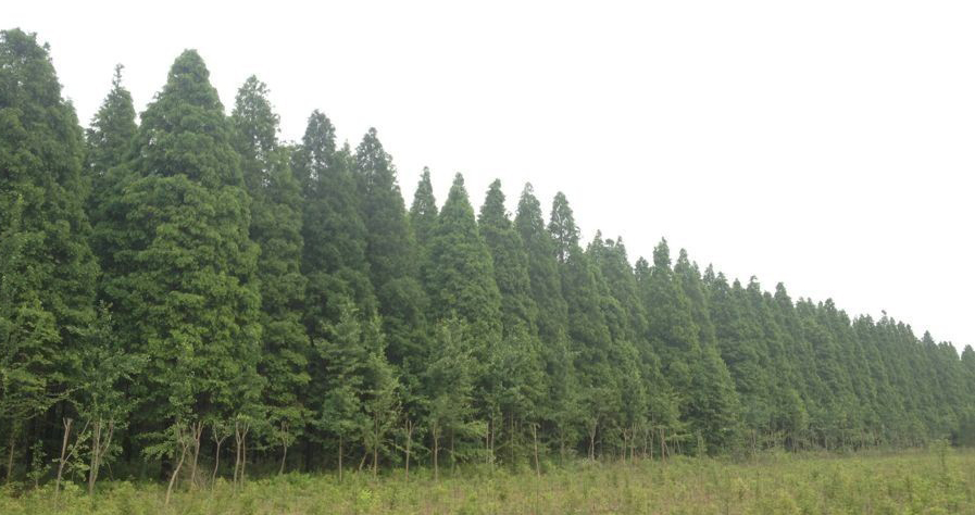杭州选购12公分的水杉最实惠 - 环保 - 互动百科