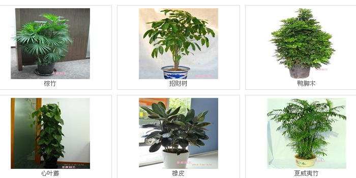 上海鲜花租赁_上海凯华园林打造一站式花卉租赁服务