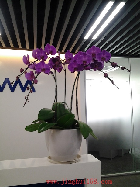 上海鲜花租赁_上海凯华园林打造一站式花卉租赁服务