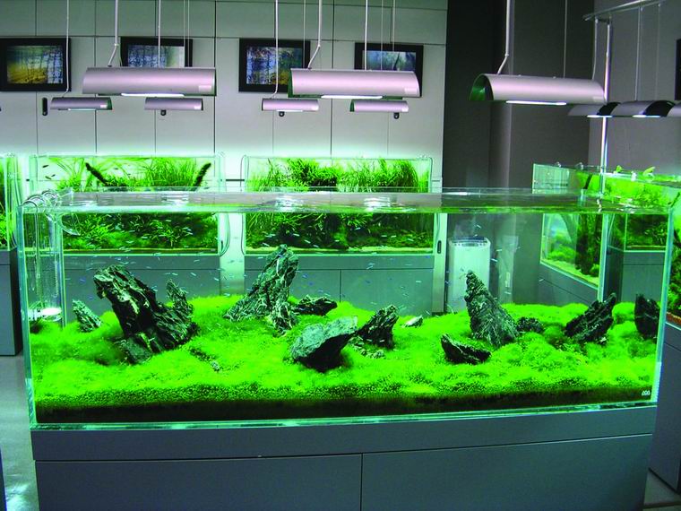 水族箱造景对有机玻璃鱼缸的要求-宠物-+商讯