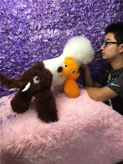 哈尔滨宠物美容学校,一对一实操授课,根本不存