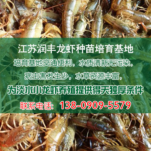 小龙虾养殖加盟哪家好润丰龙虾专业的龙虾养殖