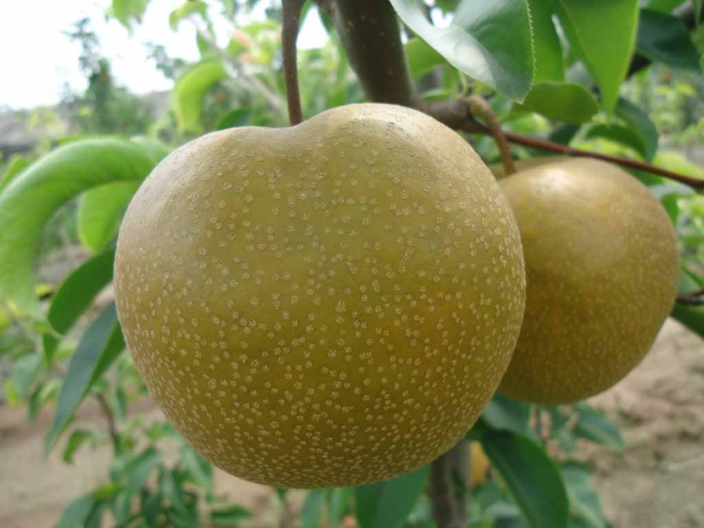 圆黄――极漂亮的高糖早熟梨