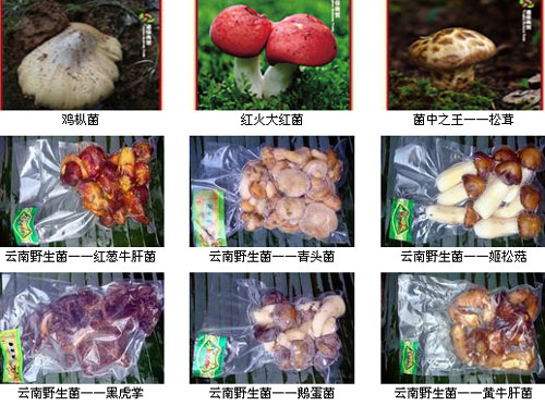 云南野生菌批发厂家