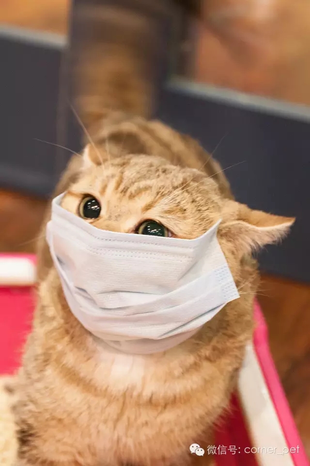 柯娜猫砂出售日本水蜜桃味宠物代表表情包什么黄脸图片意思图片