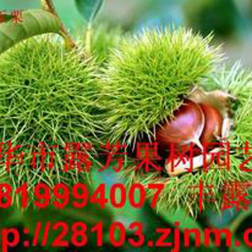 金华蓝莓苗培育厂家有几家?哪几家好? - 农业