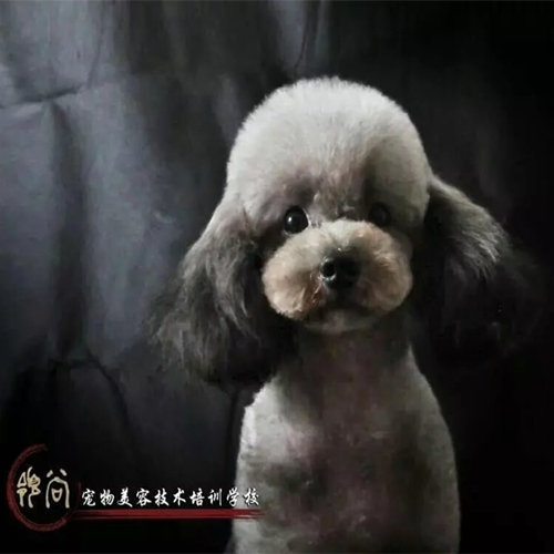 惠州哪里有出名的宠物美容培训学校?是全日制