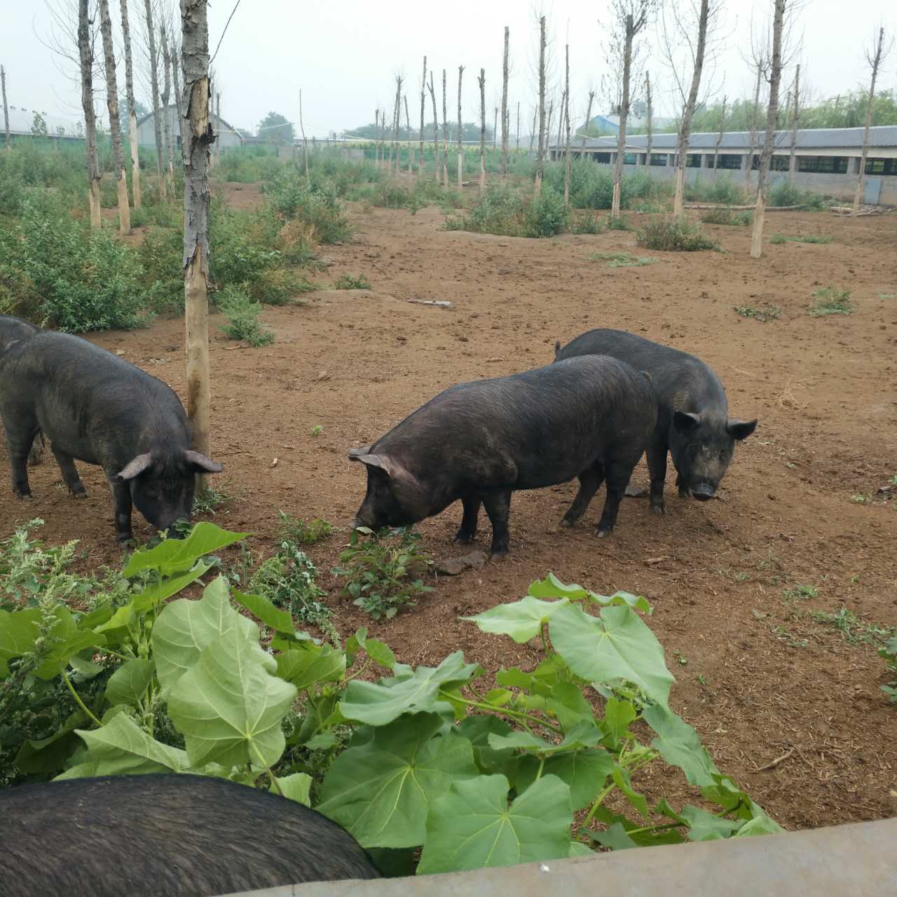 邢台原生态放养黑猪 真空冰鲜黑猪好肉 让你三餐都想的健康肉