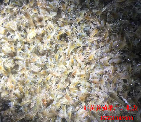 小龙虾放养,如何提高虾苗成活率?