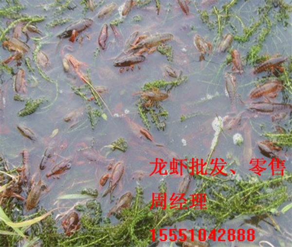 巢湖市优良的龙虾苗批发虾苗培育基地