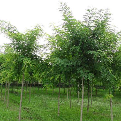 洛阳专业供应国槐绿化树苗价格实惠苗木种植基