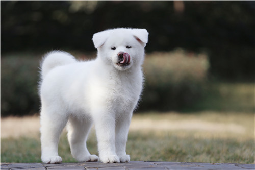 日本秋田犬幼犬出售