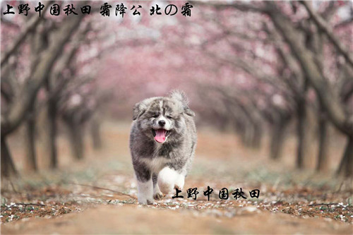 上野中国秋田犬舍提醒大家,在给秋田犬增肥的过程中一定要注意分寸
