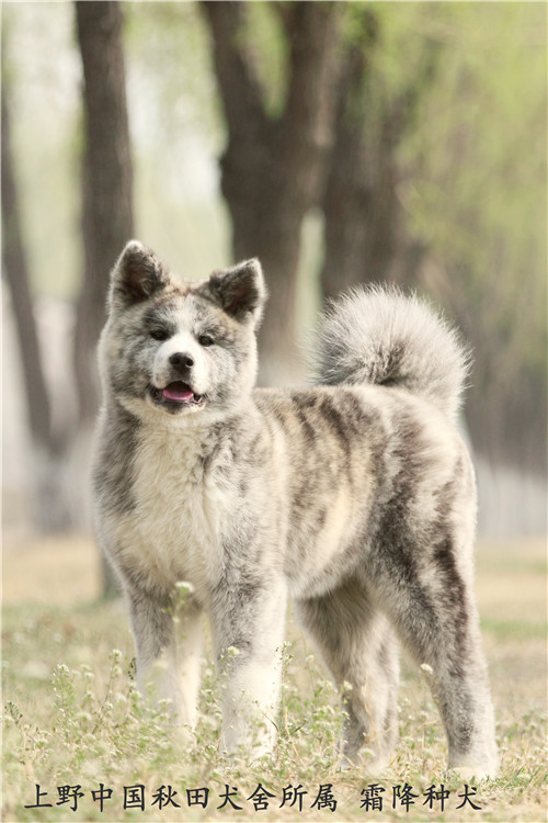 上海哪有卖四个月大纯种秋田犬