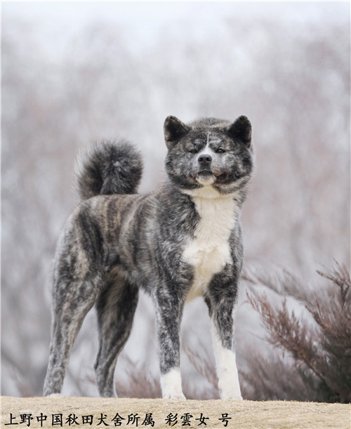 哪家犬舍有进口纯种秋田犬