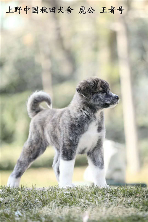 上野中国秋田犬舍,犬舍直销纯种秋田犬