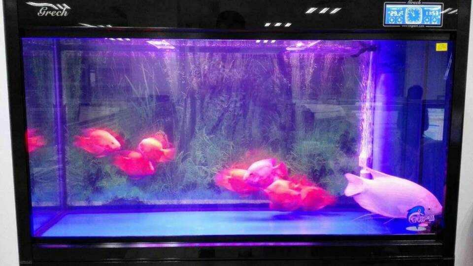 鱼多久能适应鱼缸 20150918164042_72454.jpg