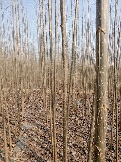 碧玉杨树苗价格是什么?碧玉杨树苗价格批发价