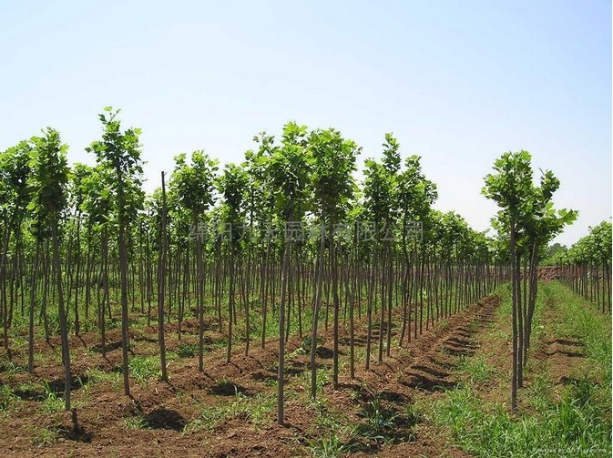 南京嵇发苗圃种植基地拥有1200亩苗木生产基地,各种苗木,四季供应.