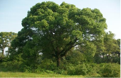 樟科 lauraceae 润楠属 别名:竹叶楠,豪樟,宜昌润楠,大叶楠图片