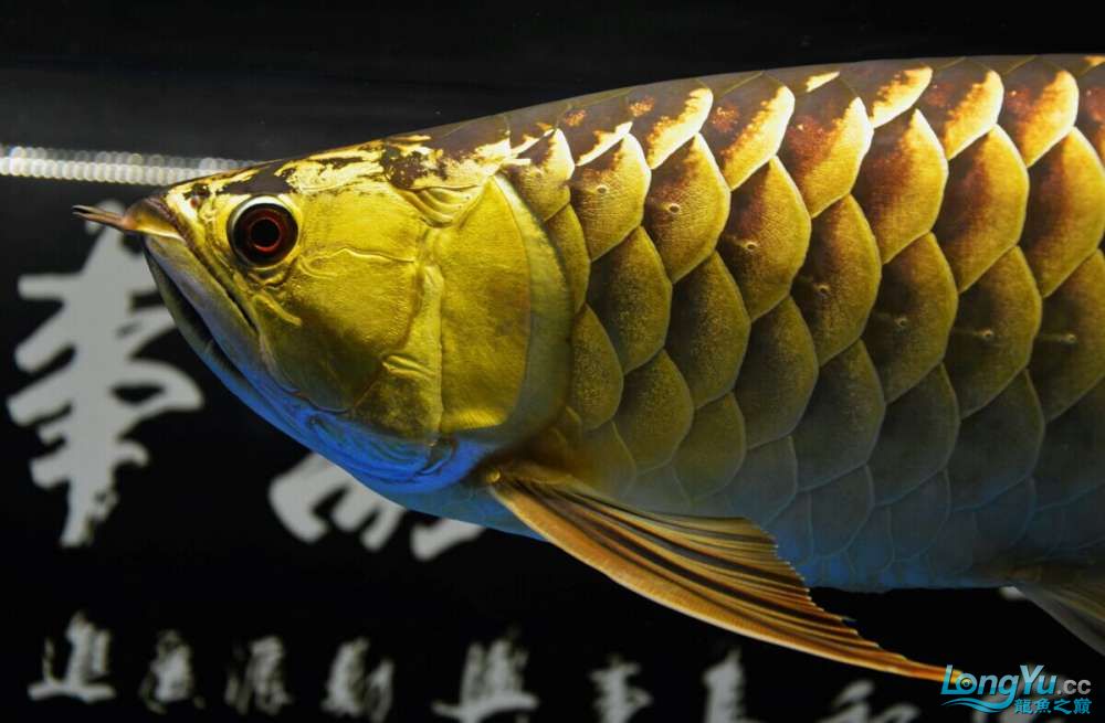 金龙鱼和银龙鱼不能一起混养的原因