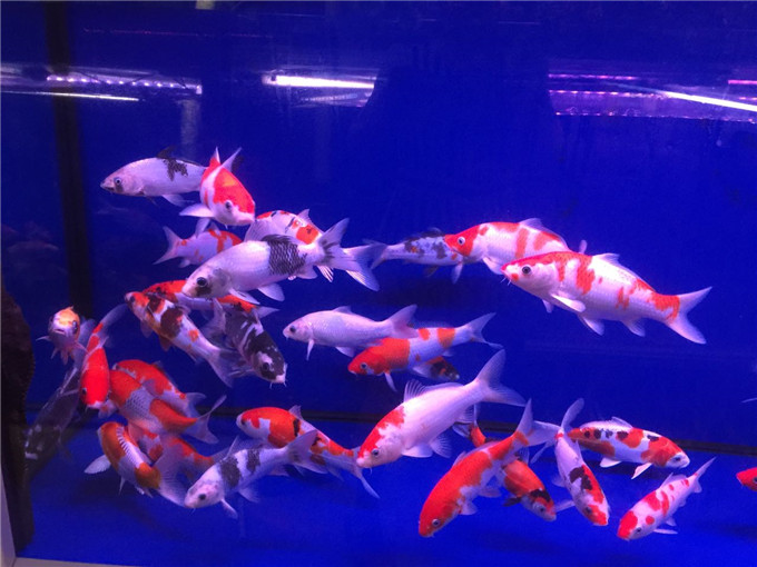 惠阳水族馆给大家盘点一下几种名贵的淡水观赏鱼