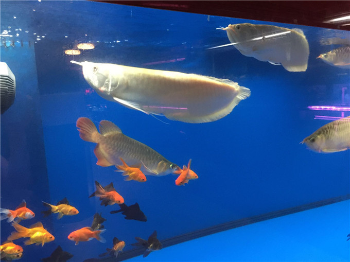 来惠阳淡水这家水族馆买些酷斯拉观赏鱼回家养做个快乐养鱼人欢.