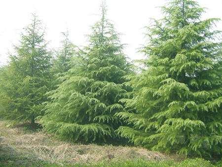 南京市雪松6米_雪松种苗多少钱