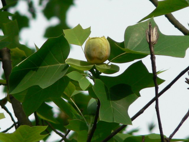 贵州鹅掌楸产地