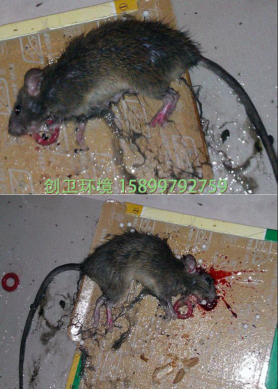 深圳南山杀虫公司灭鼠最专业