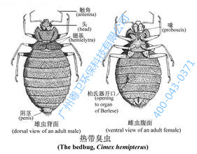 广州灭臭虫公司