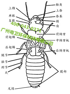 广州专业灭白蚁公司