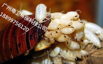 ݴѧ빫˾|Ϫ³빫˾|ݷخרҵ
