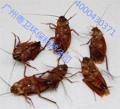 广州灭蟑螂最有效的方法 - 专项服务