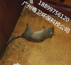 广州专业灭鼠公司经验