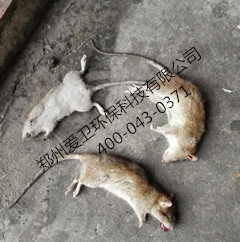 郑州专业灭鼠公司|郑州灭鼠价格怎么定?