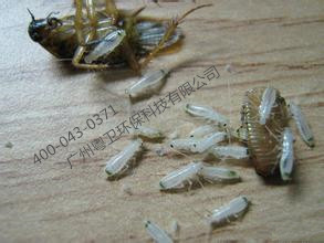 广州灭蟑螂专业公司|广州预防蟑螂公司