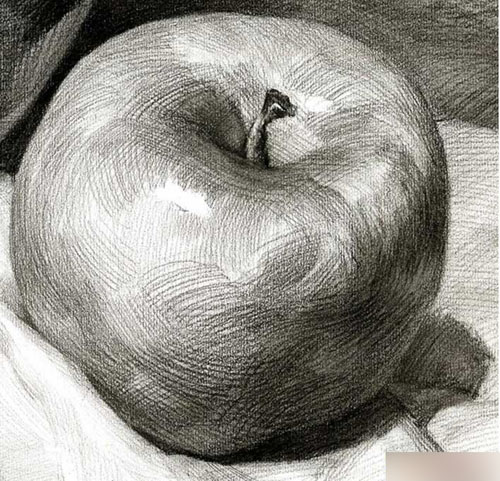 苹果树画室与您分享画素描静物能力的小技巧