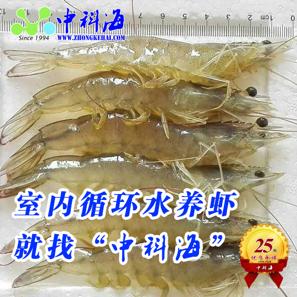 致富经养河虾_致富经养虾_致富经淡水虾养殖视频