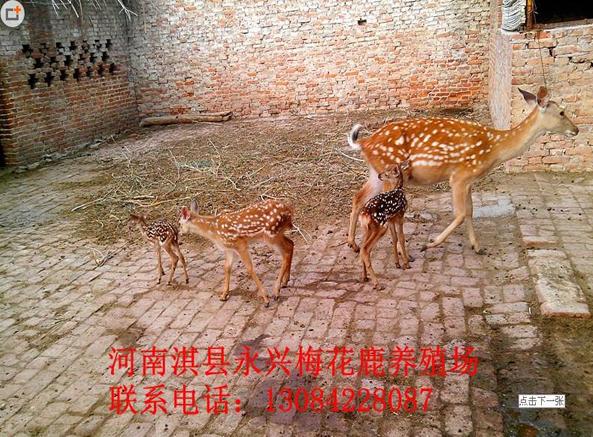 本场以诚信为本,品种优良,纯天然饲养鹿。我场产品齐全:主要产品梅花鹿种鹿、鹿茸、鹿鞭、鹿筋、鹿胎、鹿尾、鹿心、鹿肾、鹿胎膏、鹿工艺品等。科学管理发展,秉承顾客至上,信誉保证的经营理念,坚持客户至上的原则为广大客户提供优质的产品和服务。 本场建于淇县(古都朝歌)太行山山林中,树木苍生,环境优美.