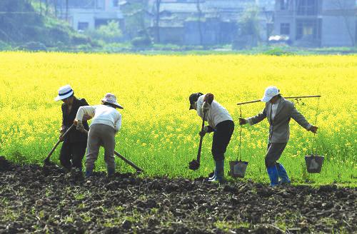 如果所有农民都不打工,回家种地,农业的发展将是怎么样的呢?