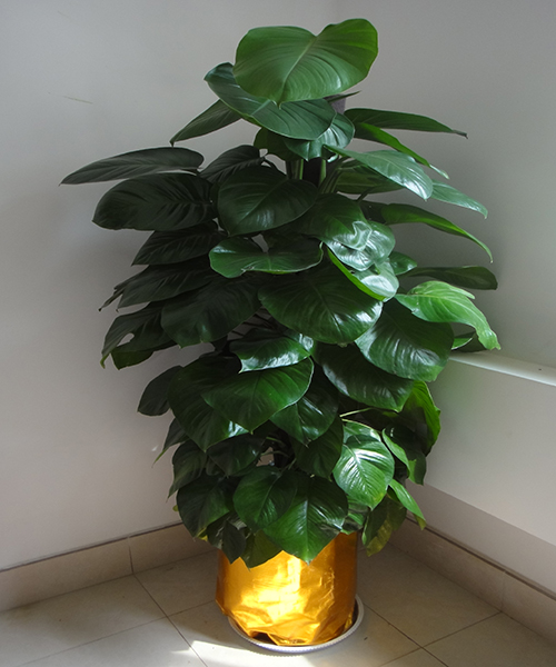 大富贵   二,室内常见且常用好养的中型室内盆栽   1.
