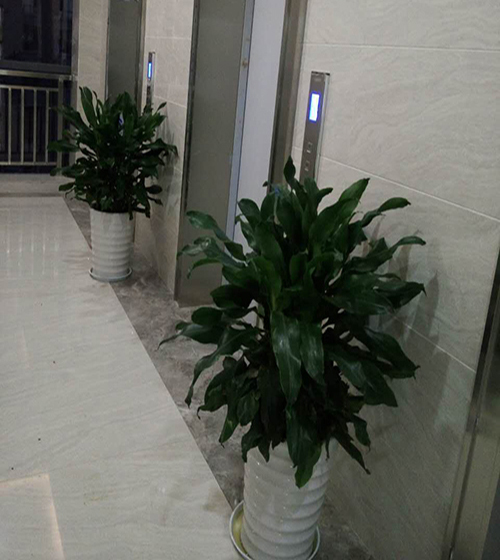 室内常见的观叶植物有哪些?室内常见的观叶植物有哪些? - 久久信息网