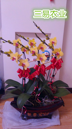 蝴蝶兰种子|蝴蝶兰花期|蝴蝶兰的价钱 刘星送小