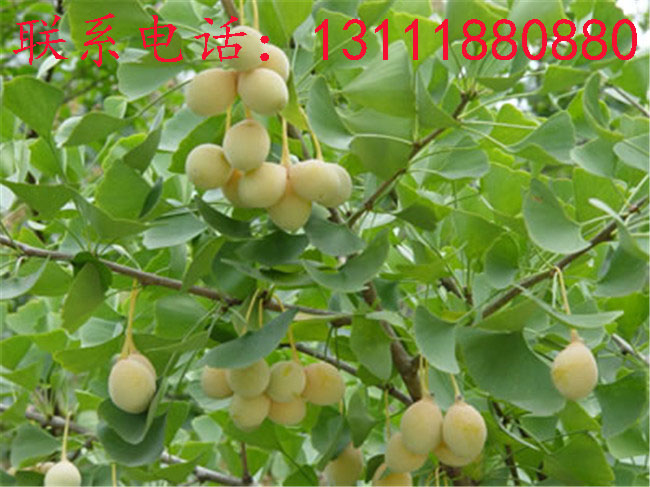 [1] 银杏树的果实俗称白果,因此银杏又名白果树.
