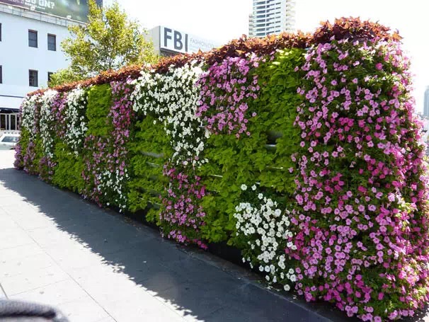 上海植物租赁公司 上海办公室绿化植物花卉租