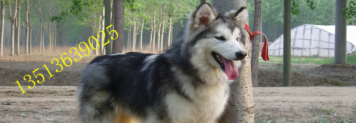 太原阿拉斯加纯种多少钱,阿拉斯加犬,小阿拉斯加雪橇犬多少钱