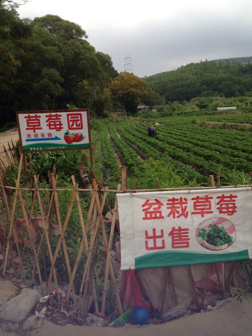 深圳天下第一农庄农家乐一日游记