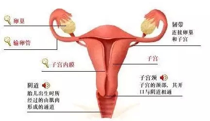 分两大部分,一部分是外生殖器,另一部分是内生殖器,内生殖器由盆腔