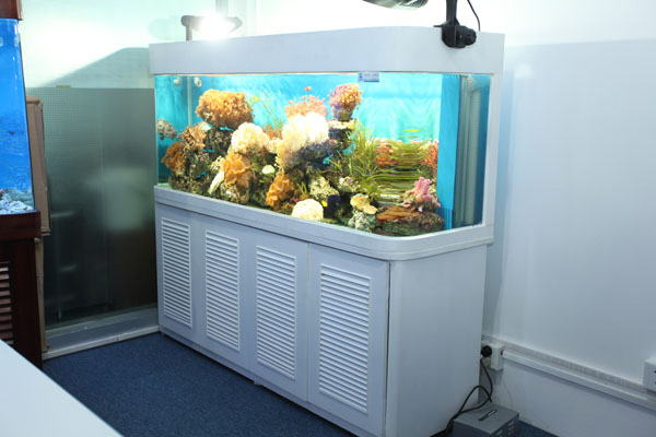 供应超白鱼缸|超白鱼缸生产厂家|自然好水族鱼缸